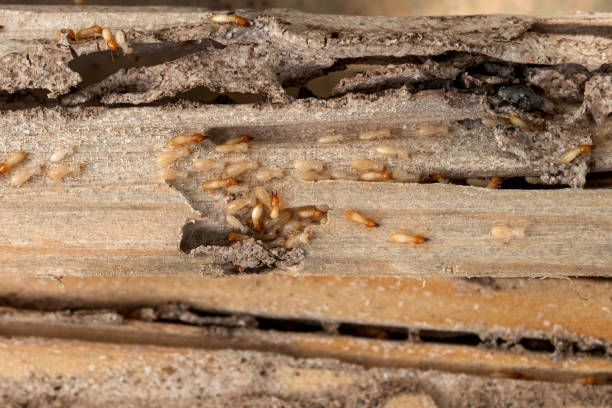 Best Exterminator Services  in Lauderdale, MN