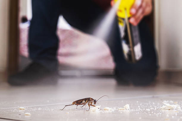 Best Spider Control Near Me  in Lauderdale, MN